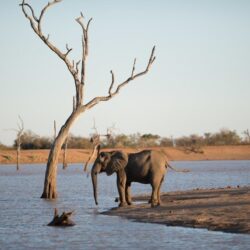 beautiful-shot-african-elephant-standing-lake_181624-16167-1