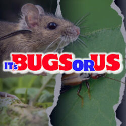 itsbugsorus.com