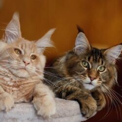 Main Coon Cats