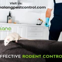 Effective Rodent Control