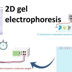 2D Electrophoresis -Research