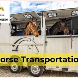 Horse Transportation (1)