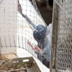Bird Netting Installation Service