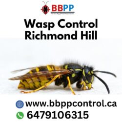 Wasp Control  Richmond Hill