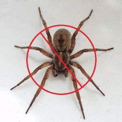 spider_pest_control_services