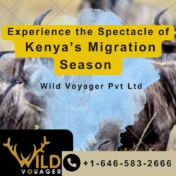 Experience the Spectacle of Kenya’s Migration Season