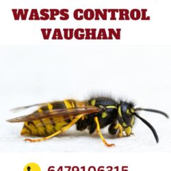 wasps control vaughan