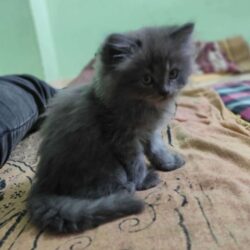 Persian Kitten in Hyderabad