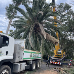 King Kong Tree Services