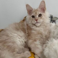 Maine Coon Kittens for Sale in California