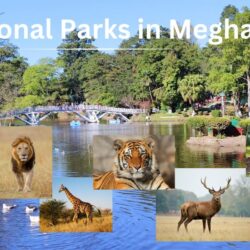 National Parks in Meghalya