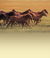 Horse Trucking Companies in California1