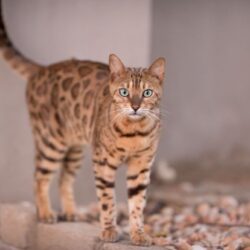 beautiful-shot-bengal-cat-curiously-staring-camera-with-blurred-background