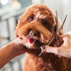 Pet Grooming-Services-cls-apr