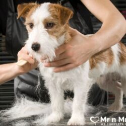 Dog Grooming in Bangalore