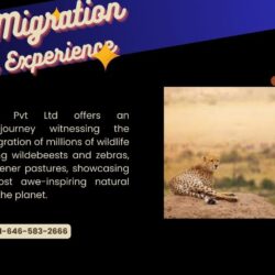 Kenya Migration Season Experience