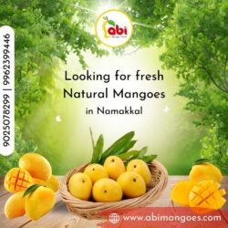 Best-Mango-Farm-in-Namakkal