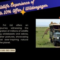 Get Wildlife Experience of Tanzania with 10% Offer  Wildvoyager (1)