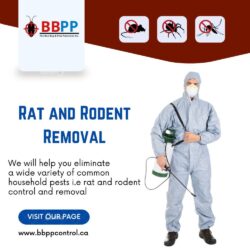 Rat and Rodent Removal