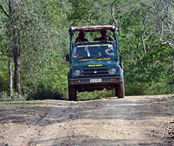 Jeep-Safari-In-Bandipur