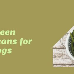 Green Beans for Dogs 6