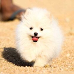 Toy Pomeranian Puppies for Sale in Delhi