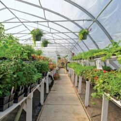 Interior-view-commercial-horticulture-greenhouse