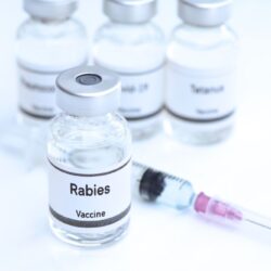 Rabies-prevention-and-control-measures