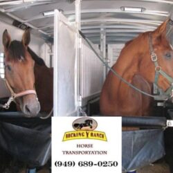 Cost to transport a horse in California  Rocking Y Ranch