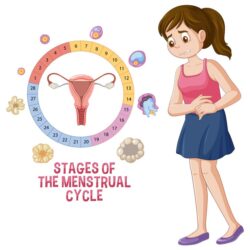 stages-menstrual-cycle_1308-133442