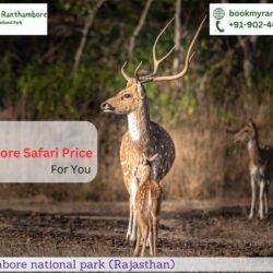 Best Ranthambore Safari Price For You