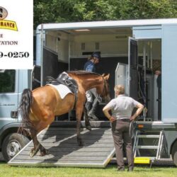 Local Horse Transportation Rocking Y Ranch