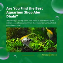 Aquarium Shop Abu Dhabi