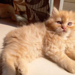Persian Kitten in Patna