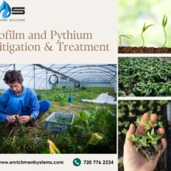 Searching For The Best Biofilm and Pythium Mitigation & Treatment