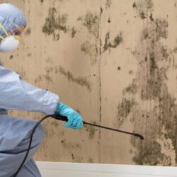 Mould-Removal